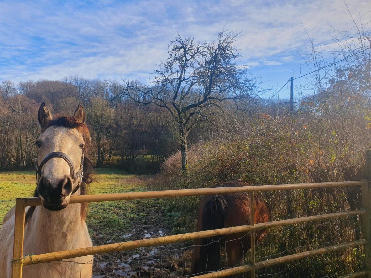 Ferme Equestre & Chambres D'Hotes Gateau Stables Proche Guedelon Saint-Amand-en-Puisaye 외부 사진